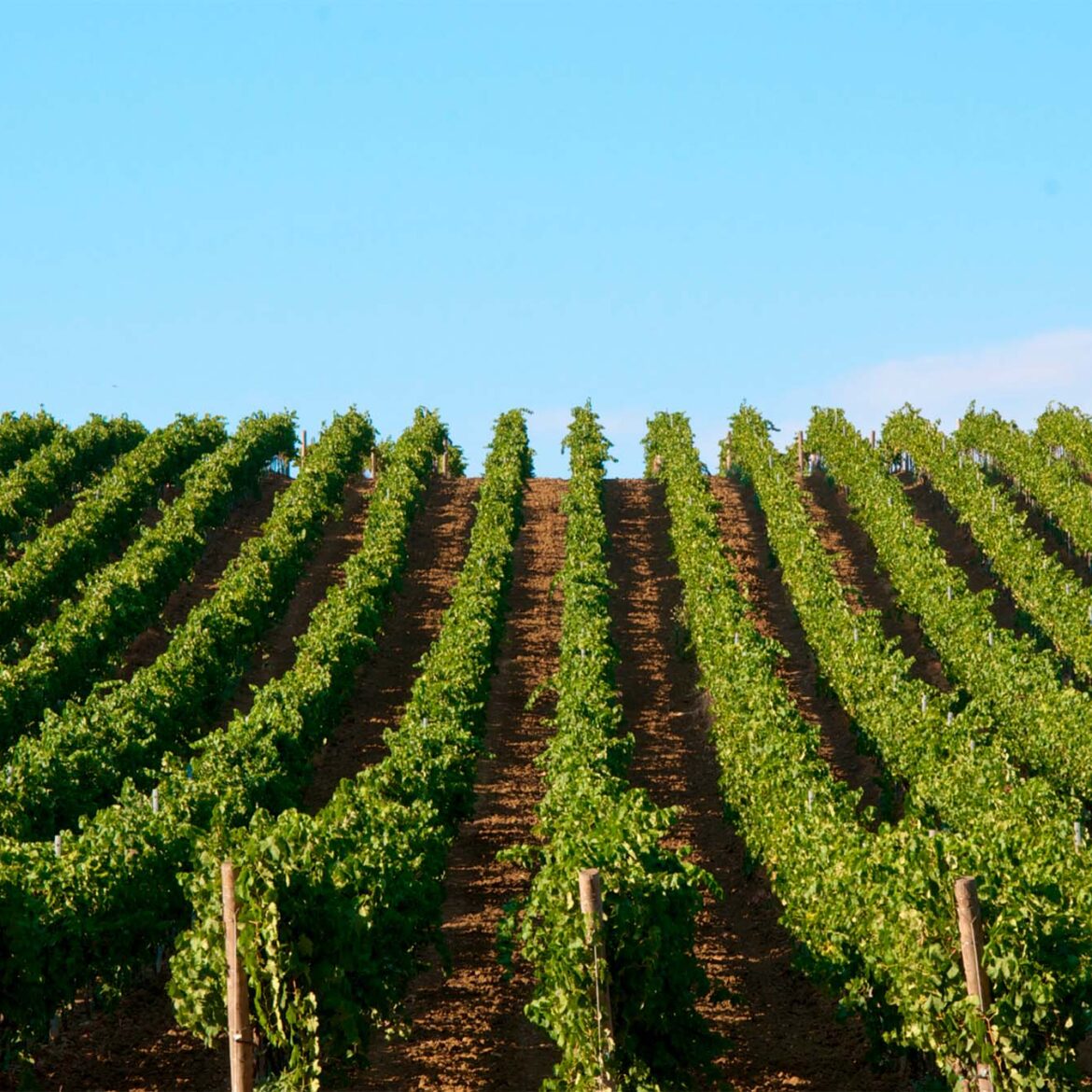 Sicilian Wines: A Journey Through Vineyards and Flavors