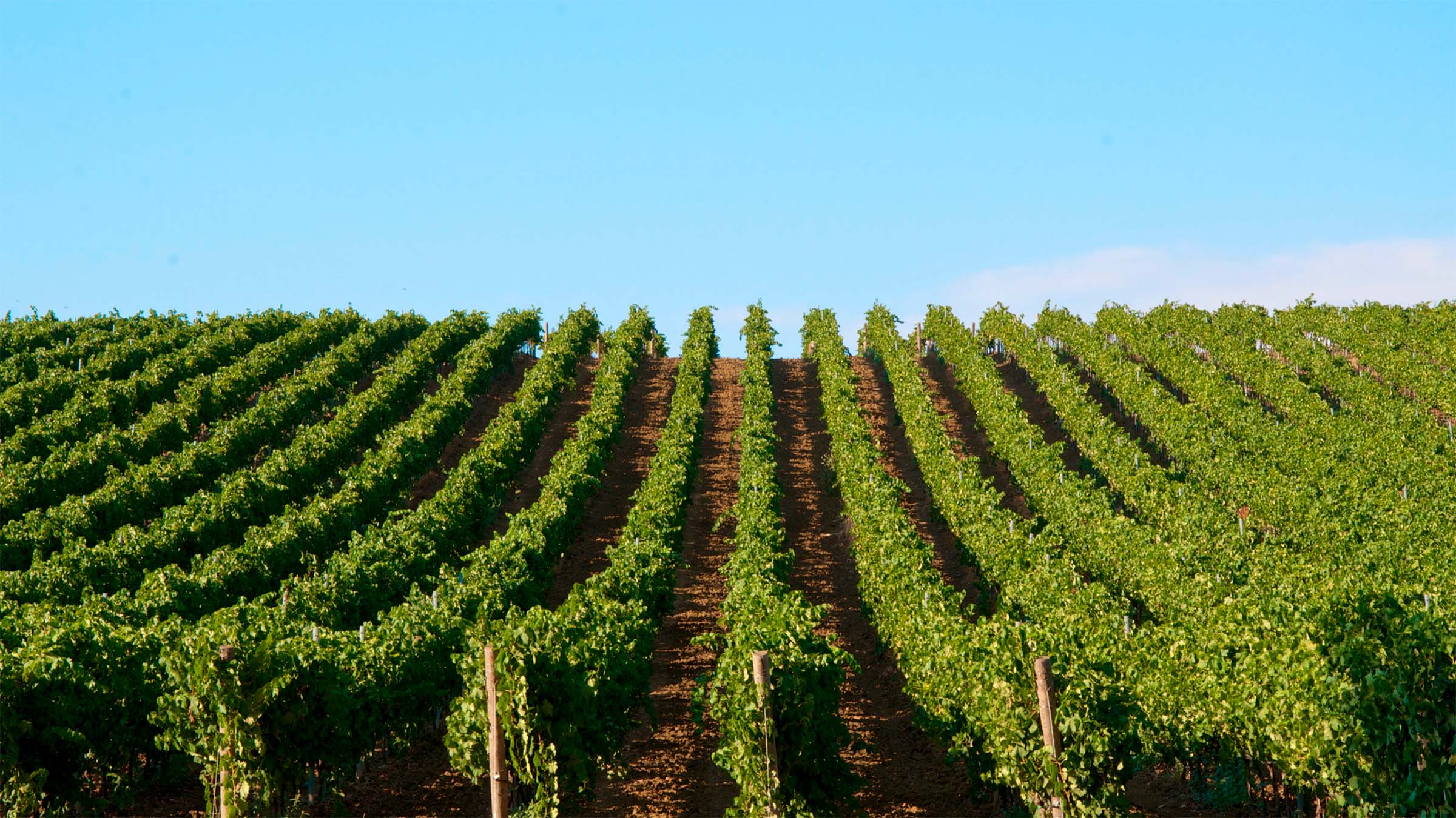 Sicilian Wines: A Journey Through Vineyards and Flavors
