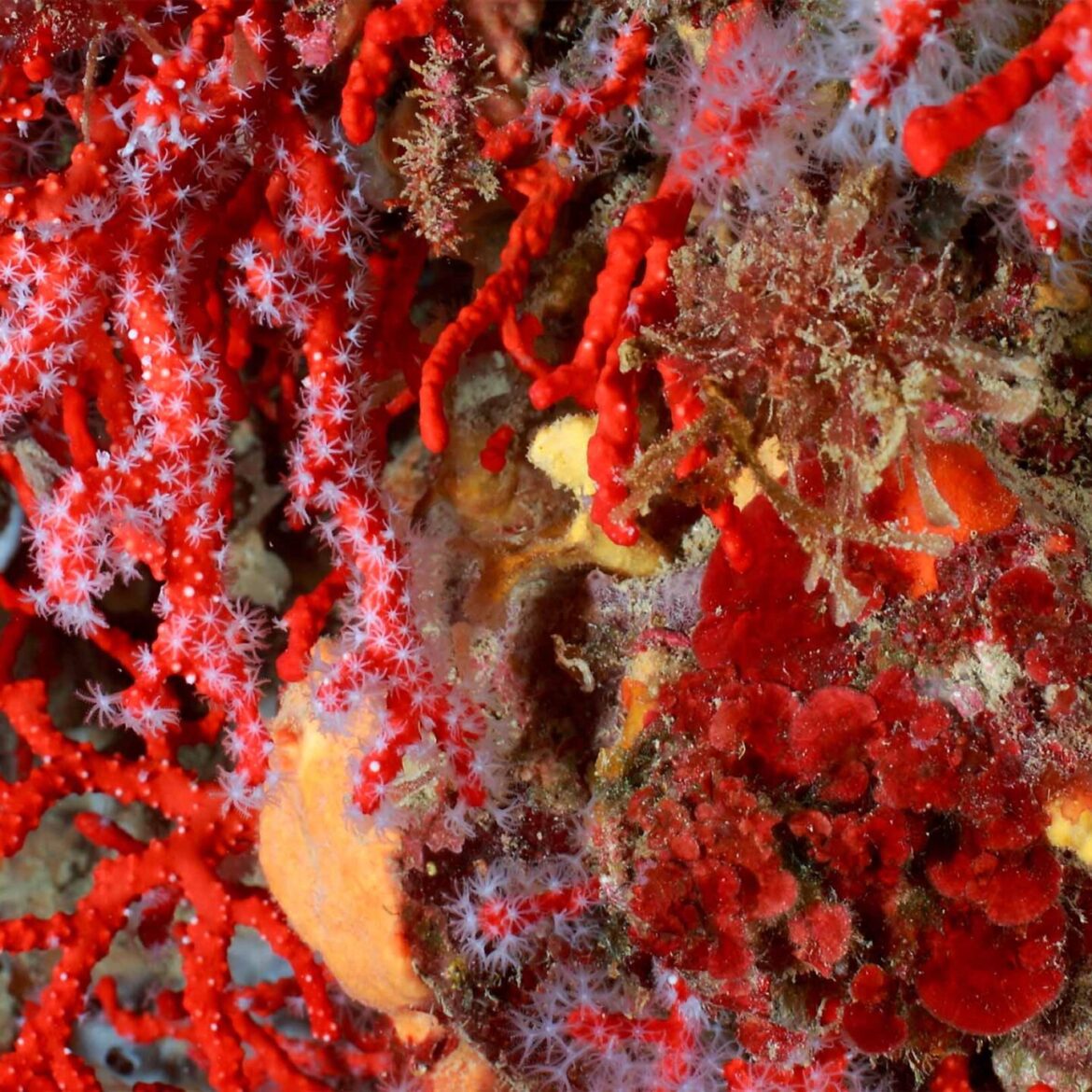 Gems from the Sea
