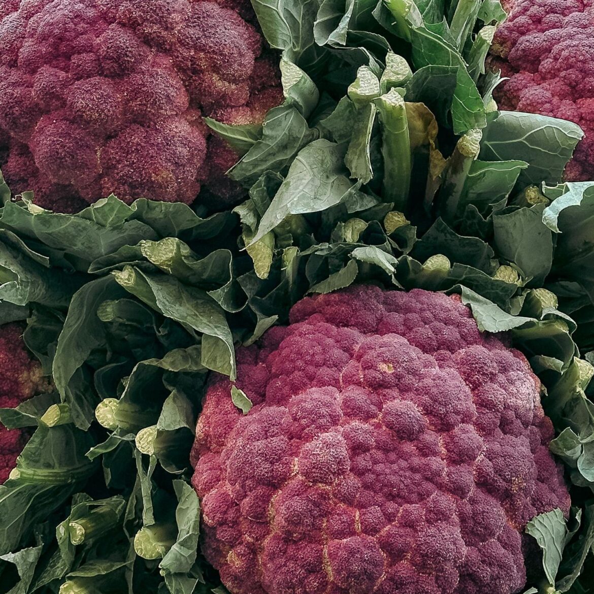 Catania Piscaria